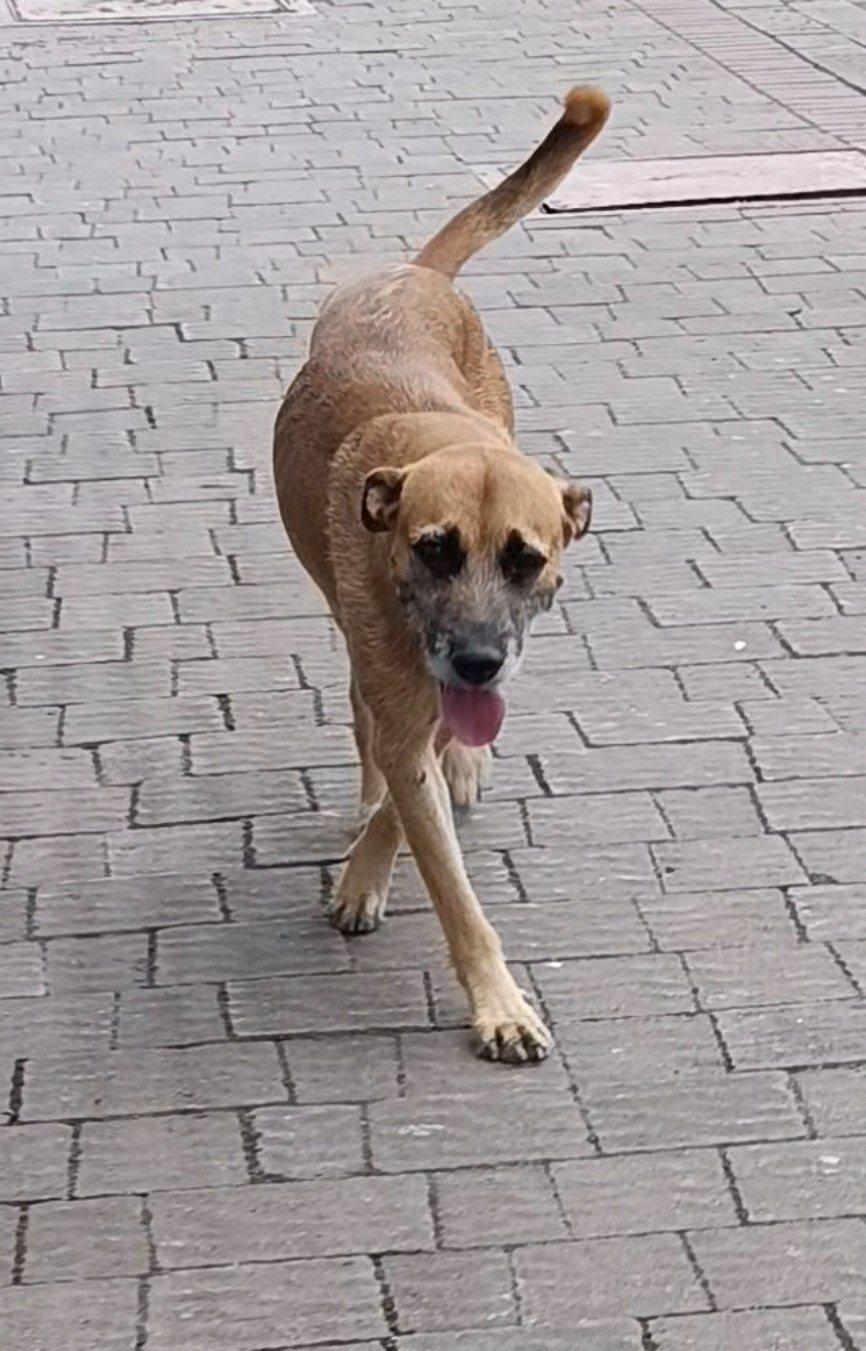 Caminando hacia la cámara, con la lengua afuera.