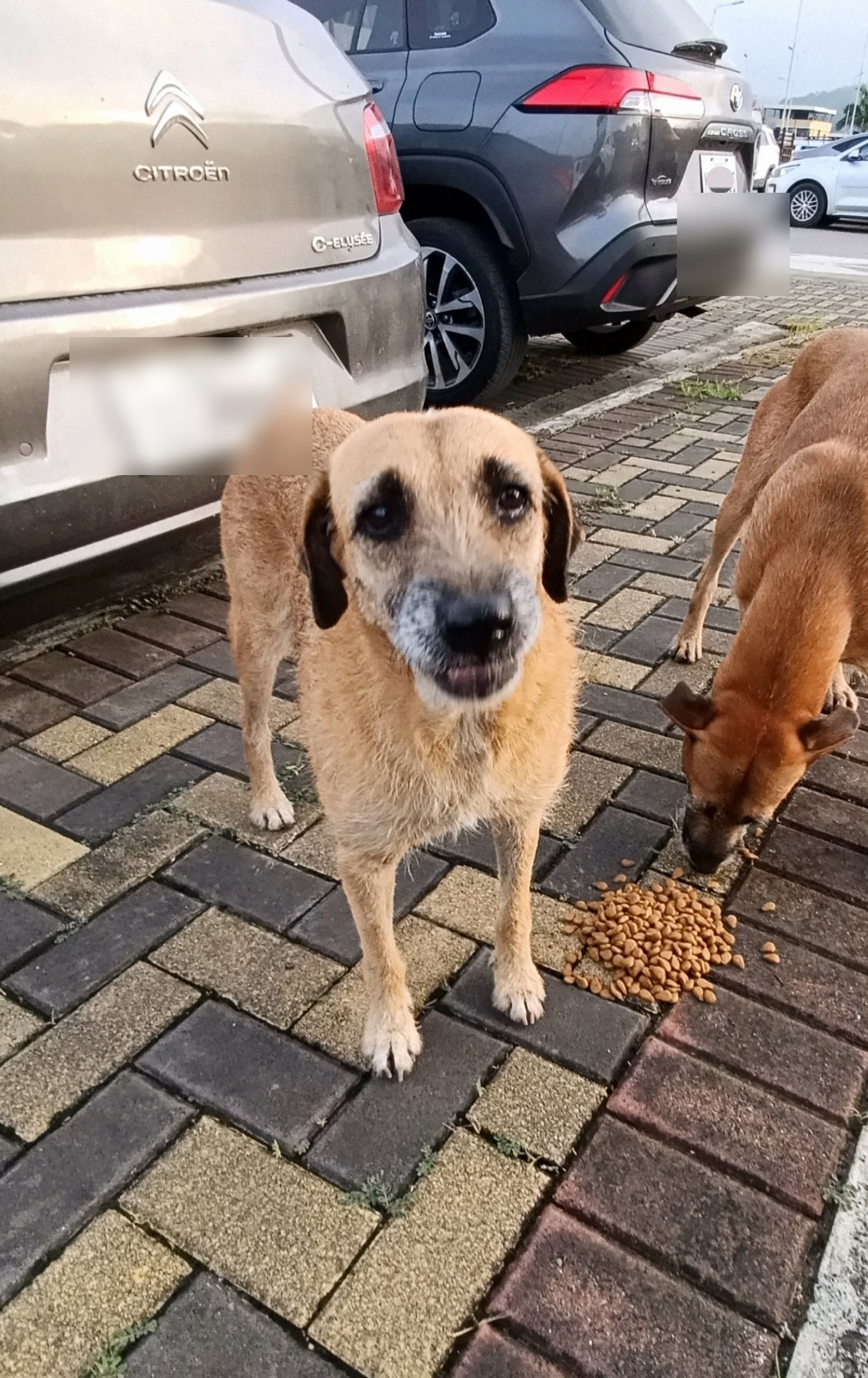 Comiendo en el lugar donde vivía, junto a otro perro del centro.
